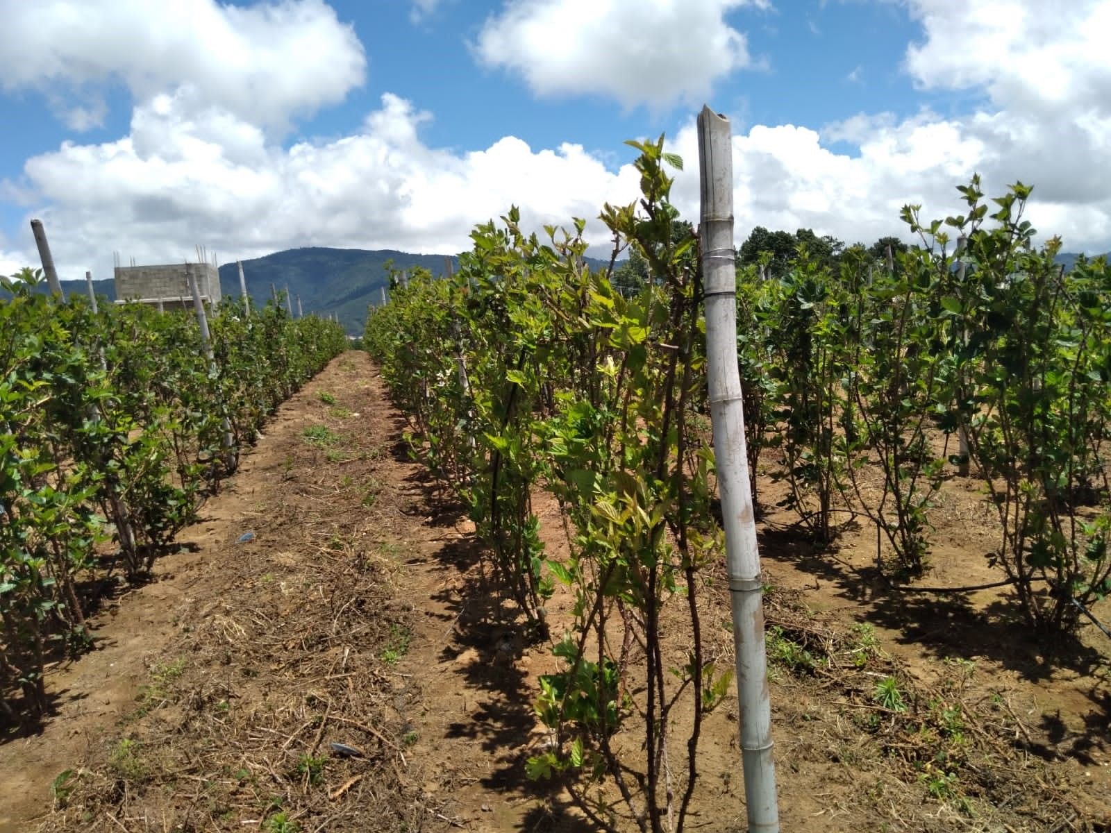 Exportación de mora 